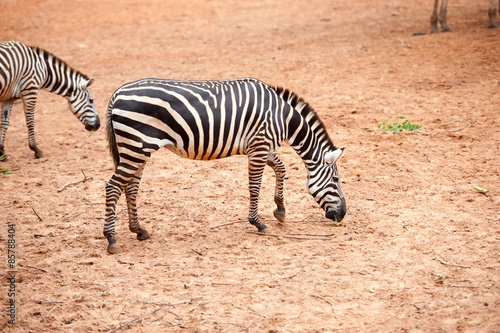 Zebra in the zoo