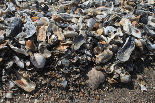 Massenhaft Muscheln am Strand von Edisto Island in South Carolina