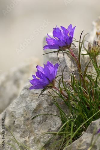 Campanula graminifolia (Edraianthus graminifolius) su roccia photo