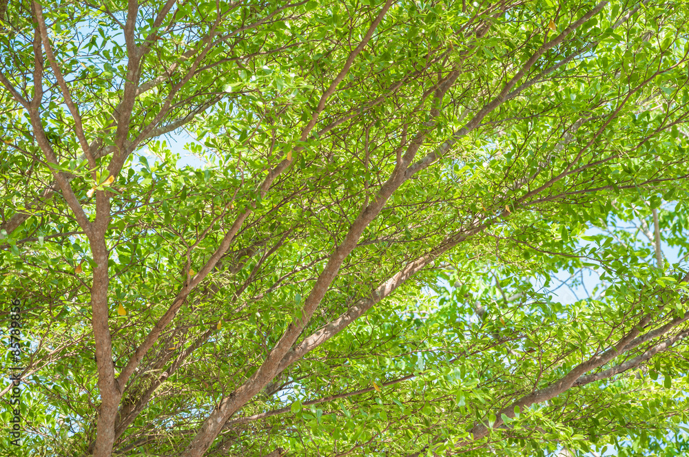 Fototapeta premium Tree branch and blue sky background