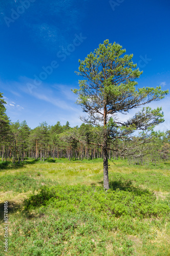 Pine tree against blue sky