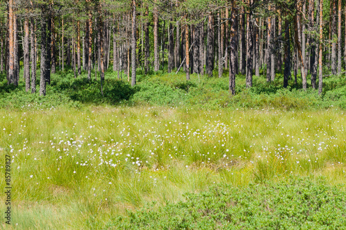Cottongrass meadow and pine forest