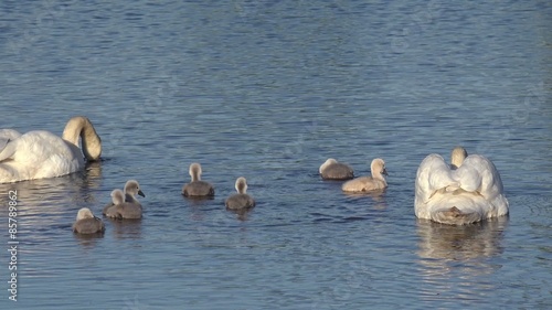 swan with ducklings swimming in the lake photo