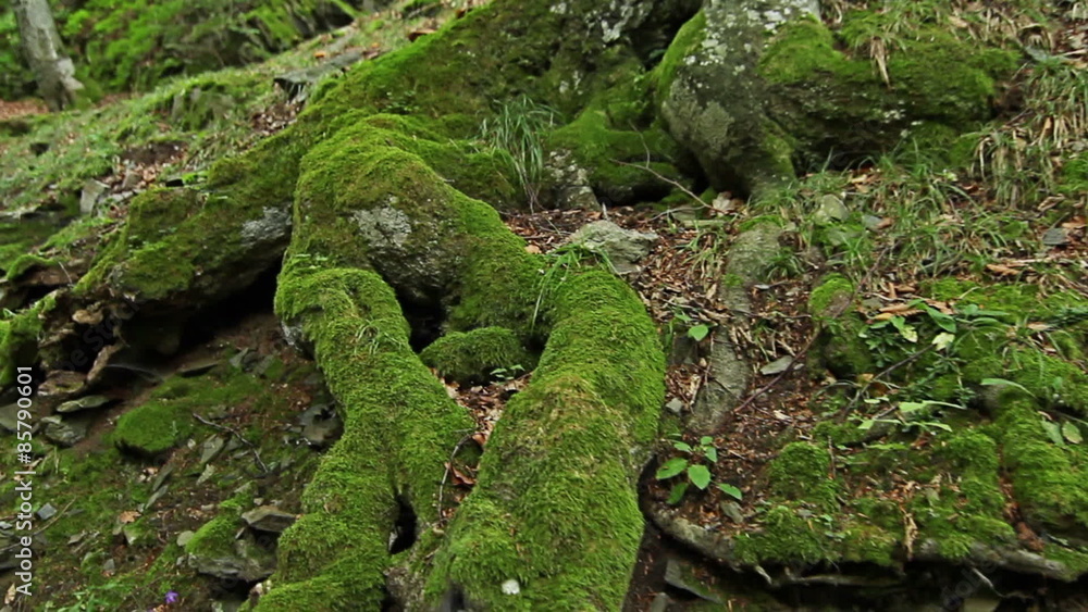 Steadicam Shot mountain wet Forest with mossy stones and tree roots, personal perspective of view, POV Steadicam Shot mountain wet Forest with mossy stones and tree roots, personal perspective of view, POV