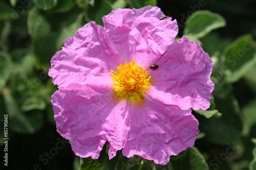 Fiore di cisto villoso photo