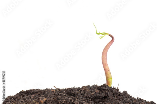 a mango tree growing in a black soil on white background