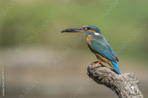 kingfisher © fsanchex