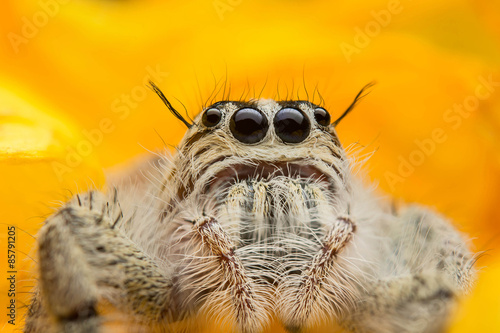Jumping spider © nokkaew