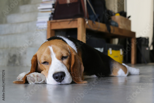 Portrait of young Beagle dog lying on the floor