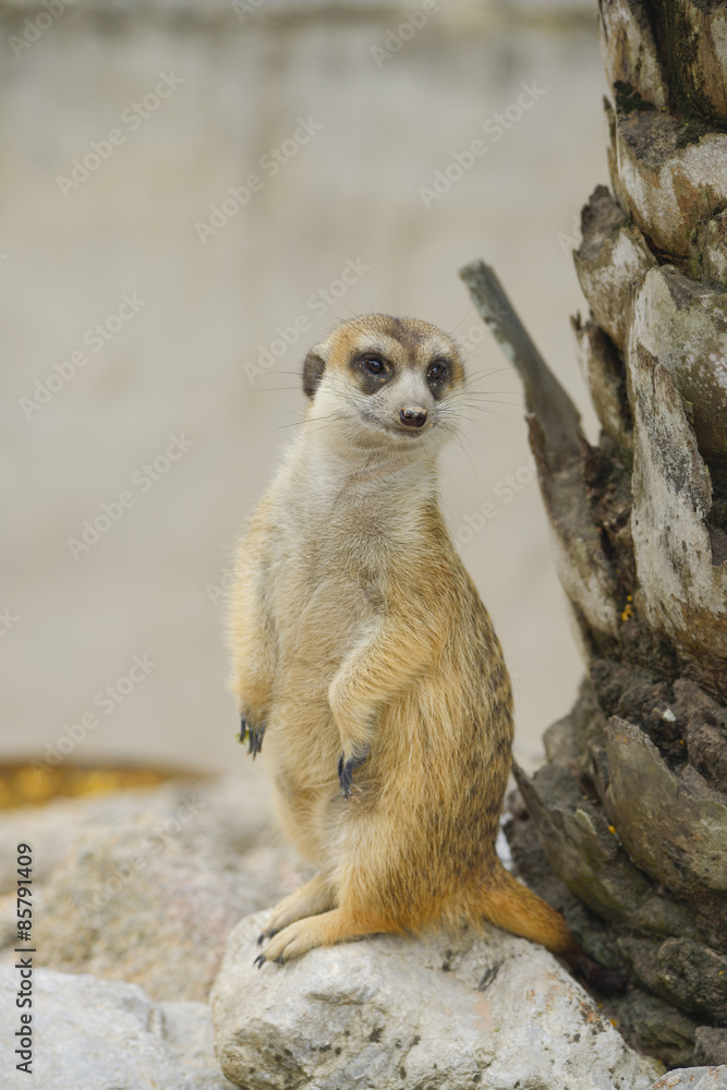 Fototapeta premium Suricate or meerkat against