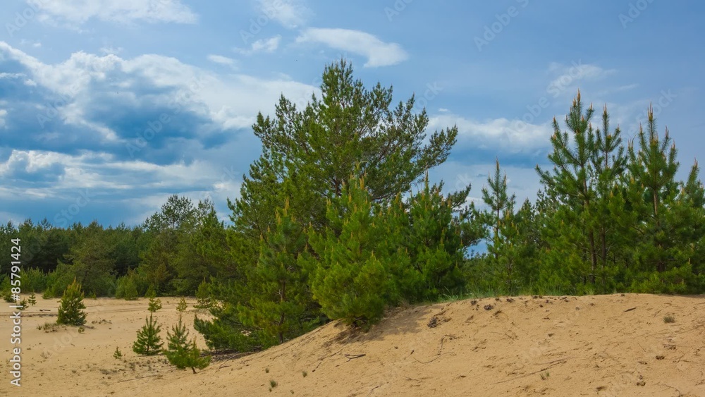 border between pine tree forest and sand desert border between pine tree forest and sand desert