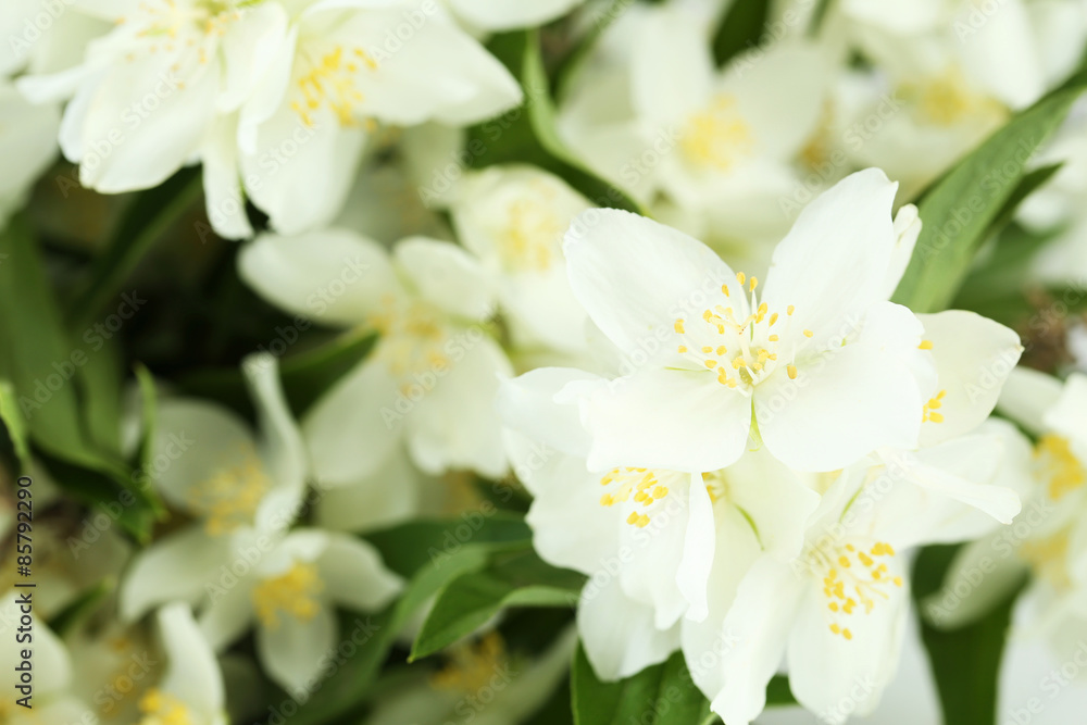 White flowers of jasmine background