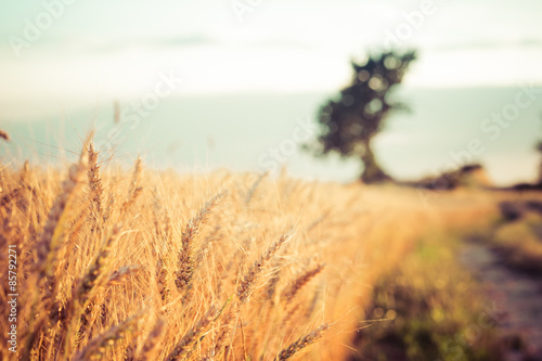 Paesaggio di campagna e campi di grano al tramonto photo