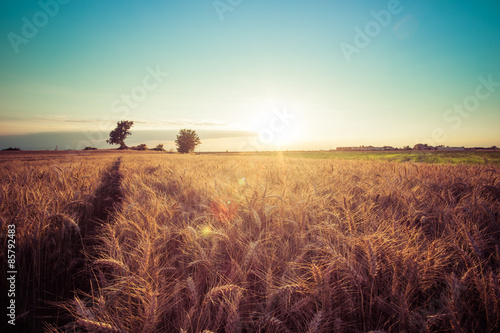 Paesaggio di campagna e campi di grano al tramonto