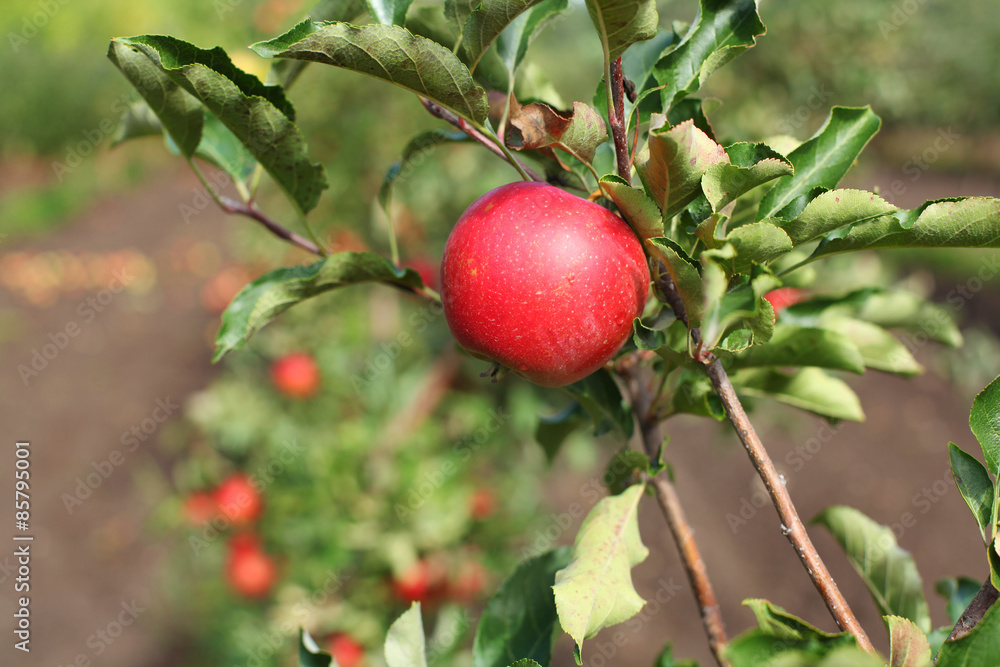 Red Liza apples on apple tree branch Red Liza apples on apple tree branch
