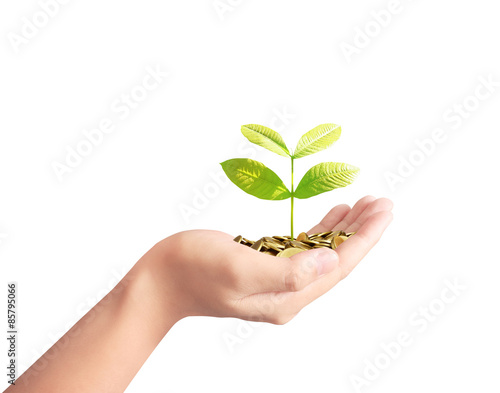 Tree growing from pile of coins