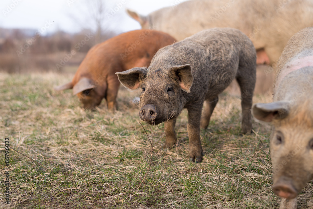Fototapeta premium Three young mangulitsa pigs in a row