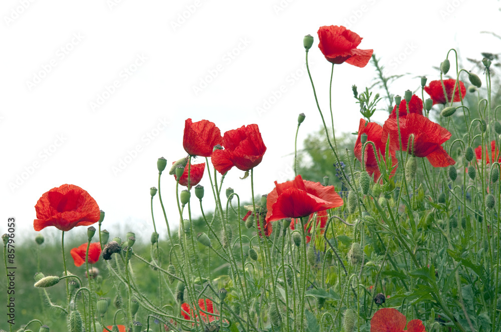 Obraz premium Klatschmohn; Papaver, rhoeas; Ackerpflanzen;