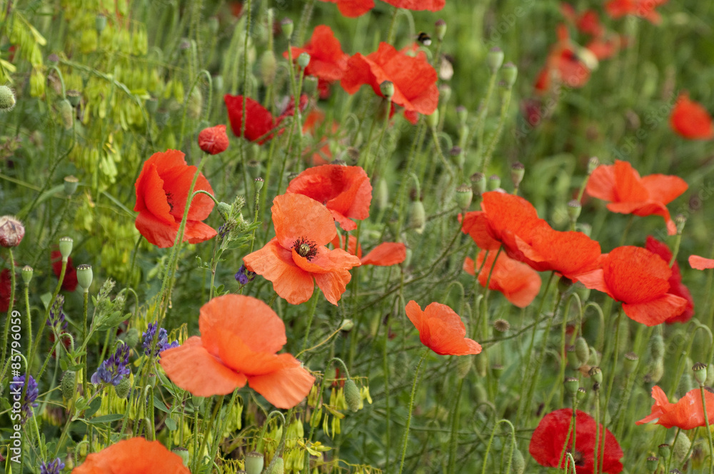 Naklejka premium Klatschmohn; Papaver, rhoeas; Ackerpflanzen;