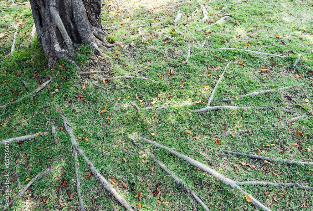 Fototapeta premium Complex root