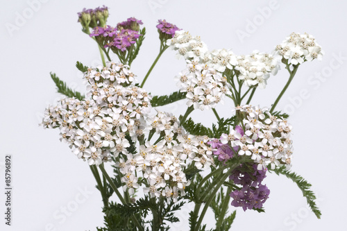 Schafgarbe  Achillea  millefolium 