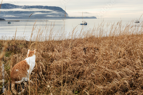 Feline hunts from the Coast