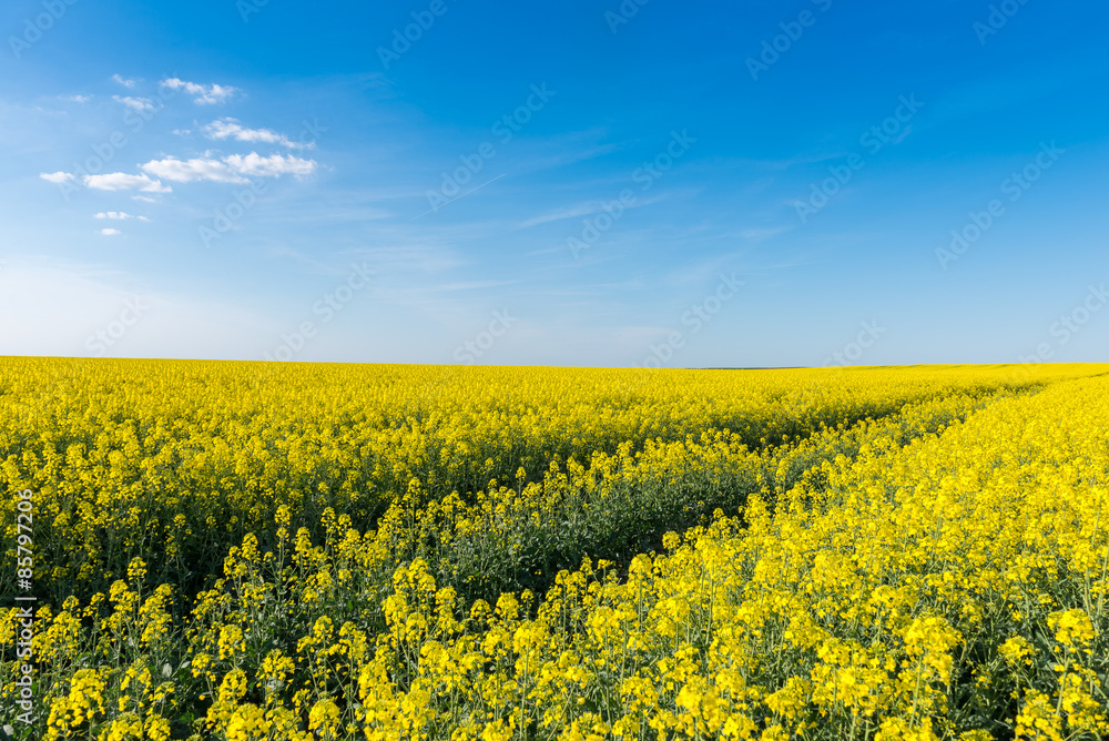 Blooming rapeseed field