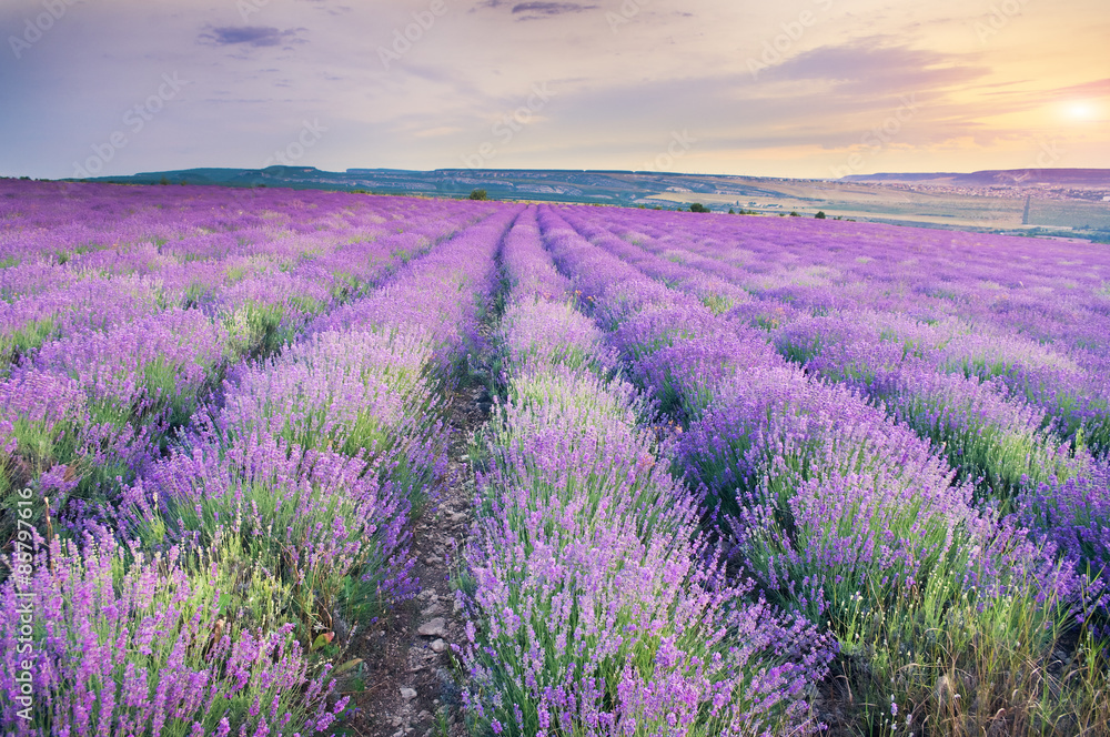 Meadow of lavender on sunset. - obrazy, fototapety, plakaty 