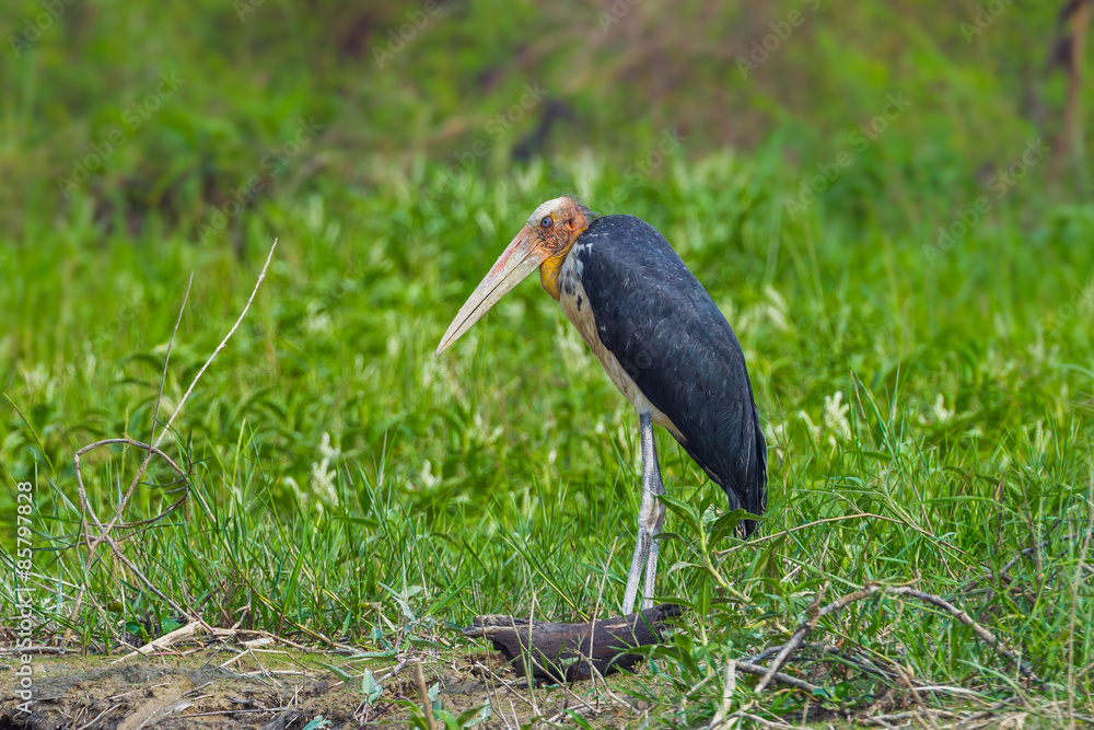 Fototapeta premium Close up of Lesser adjutant stork (Leptoptilos javanicus)