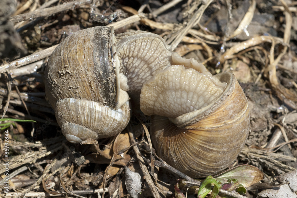 Weinbergschnecke, Helix, pomatia, Schnecke,