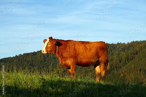 Cow / Image of brown cow in a pasture.