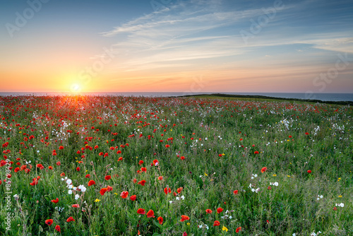 Poppy Meadow at Sunset