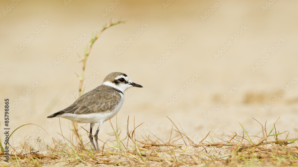 Kentish plover.bird in Pottuvil, Sri Lanka