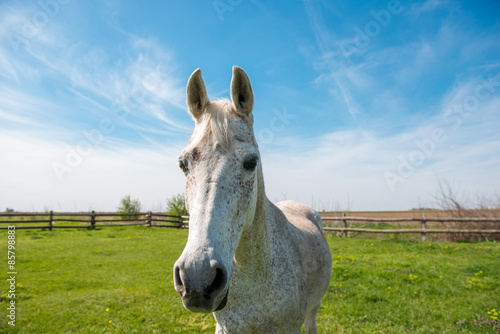 Domestic arabic horse © bernardbodo