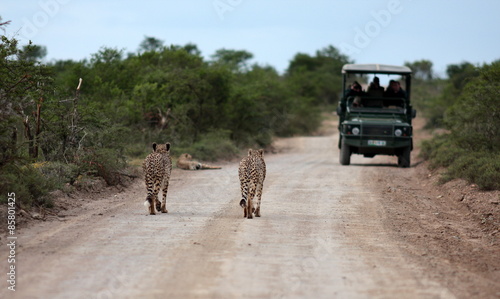 Three cheetah on a game reserve walk towards the tourists in the game viewing vehicle.