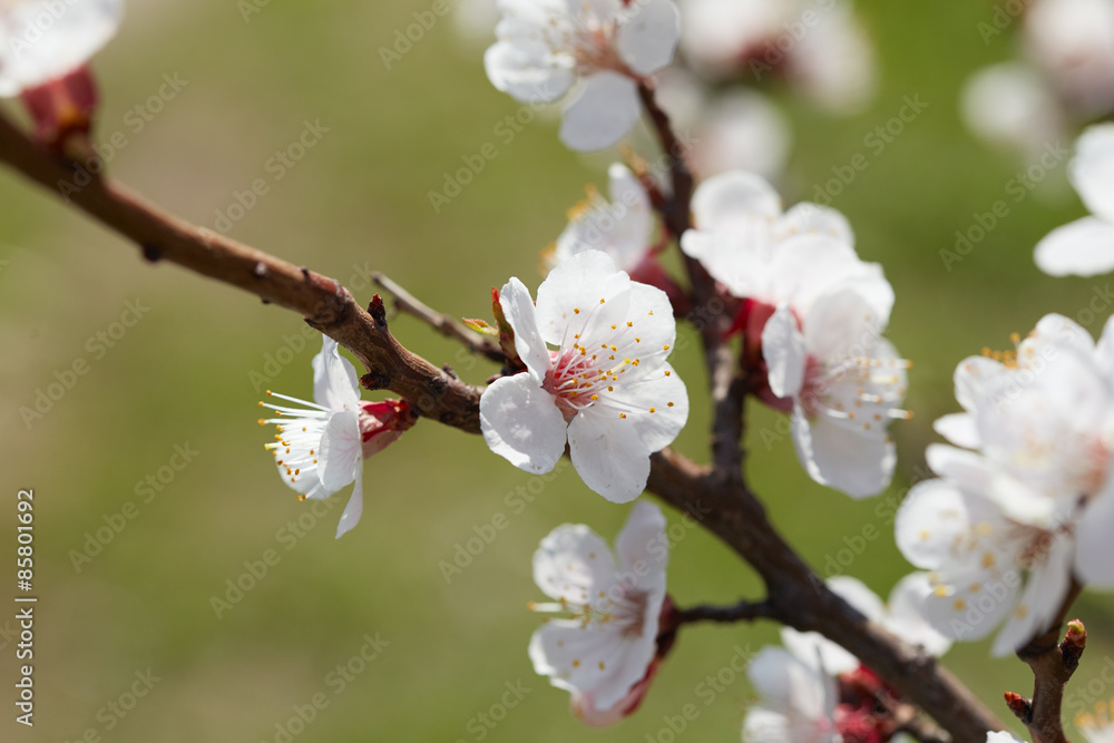 Blossoming tree