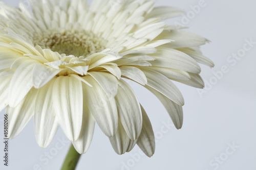 White gerber flower