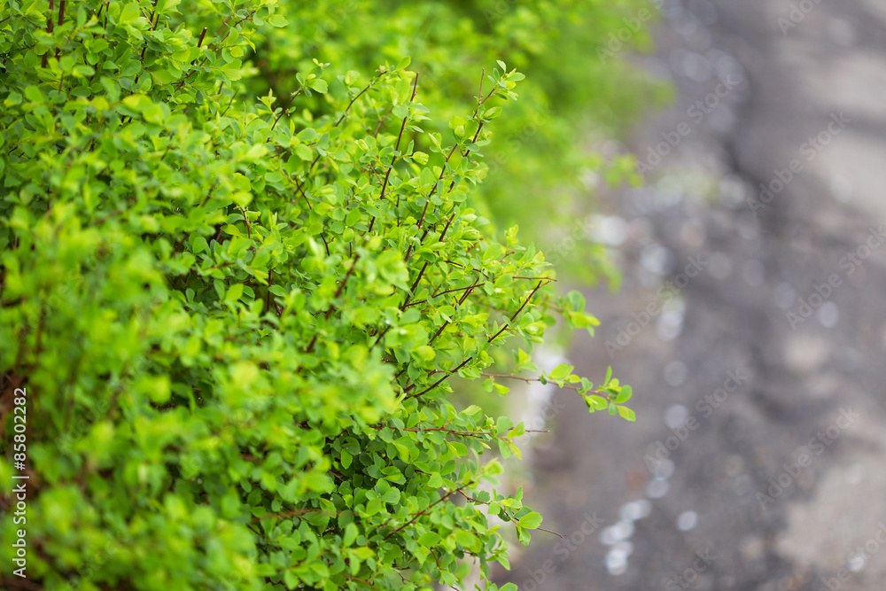 Nature background Nature background