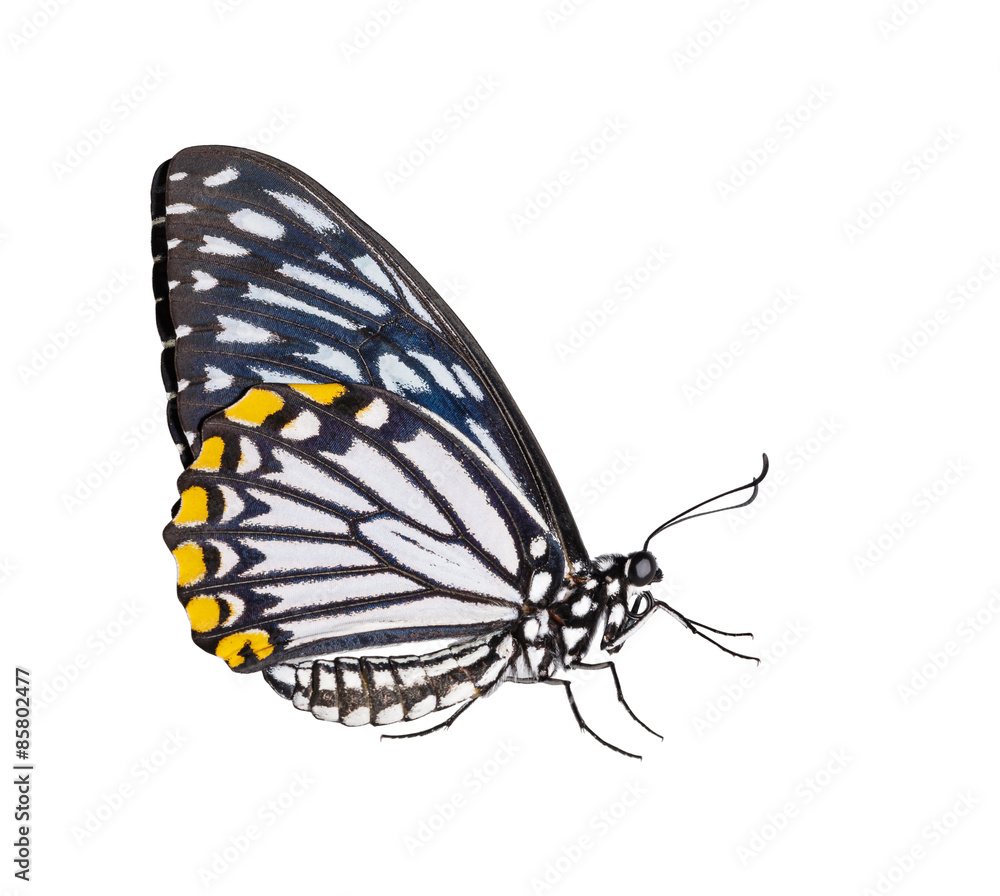 Naklejka premium Isolated male common mime butterfly