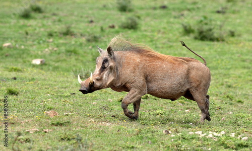 A big male warthog / wild pig running with his tail up in this photo from South Africa photo
