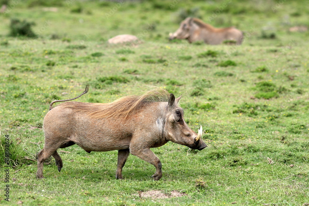 A big male warthog / wild pig running with his tail up in this photo from South Africa A big male warthog / wild pig running with his tail up in this photo from South Africa