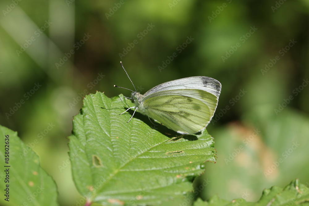 Butterfly Butterfly
