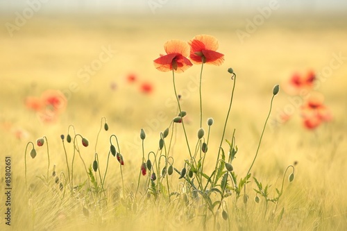 Fototapeta Naklejka Na Ścianę i Meble -  Poppies in the field at dawn