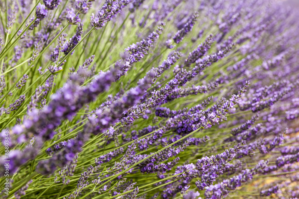 Fototapeta premium Focus on the second plane in lavender sprigs