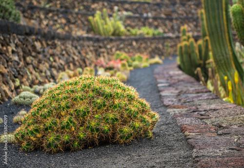 View of cactus garden , Lanzarote photo