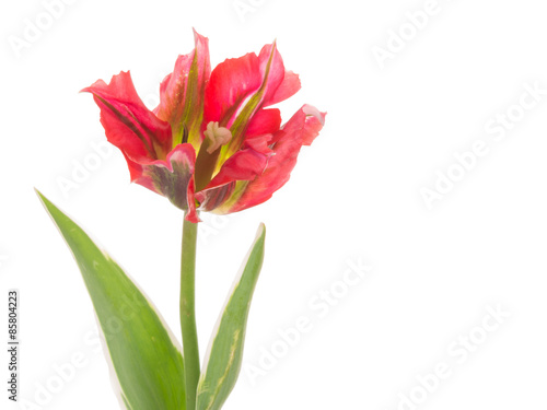two-tone red tulip