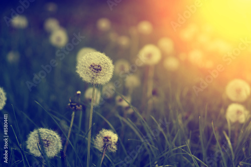 Fototapeta Naklejka Na Ścianę i Meble -  Vintage photo of dandelion in sunset