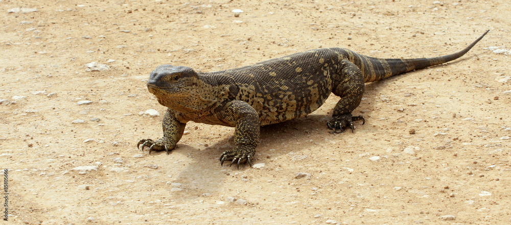Fototapeta premium A monitor lizzard / leguaan in this image from Africa