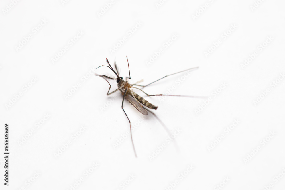 Short focus of Dead mosquito lie-down on white background. Short focus of Dead mosquito lie-down on white background.
