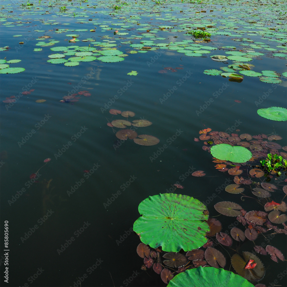 Bueng Boraphet Lake state in Nakornsawan Thailand Bueng Boraphet Lake state in Nakornsawan Thailand
